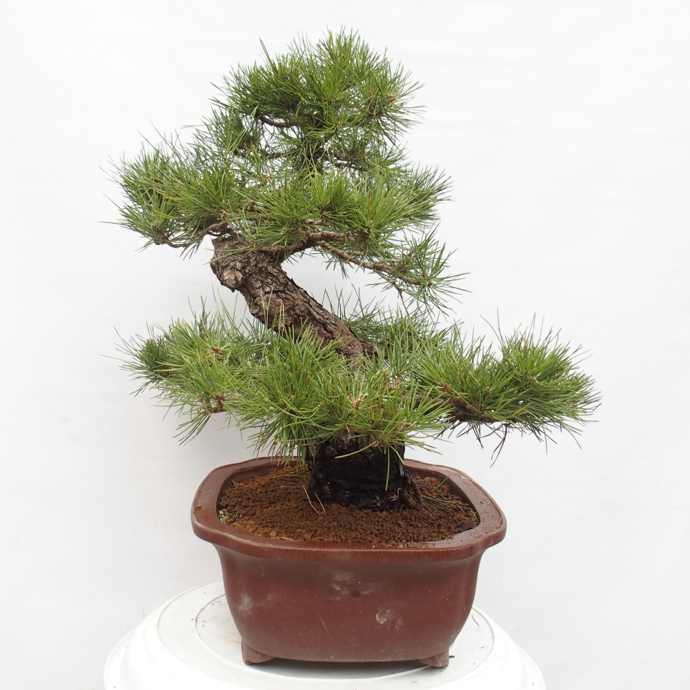 Outdoor bonsai - Pinus thunbergii - Thunberg pine