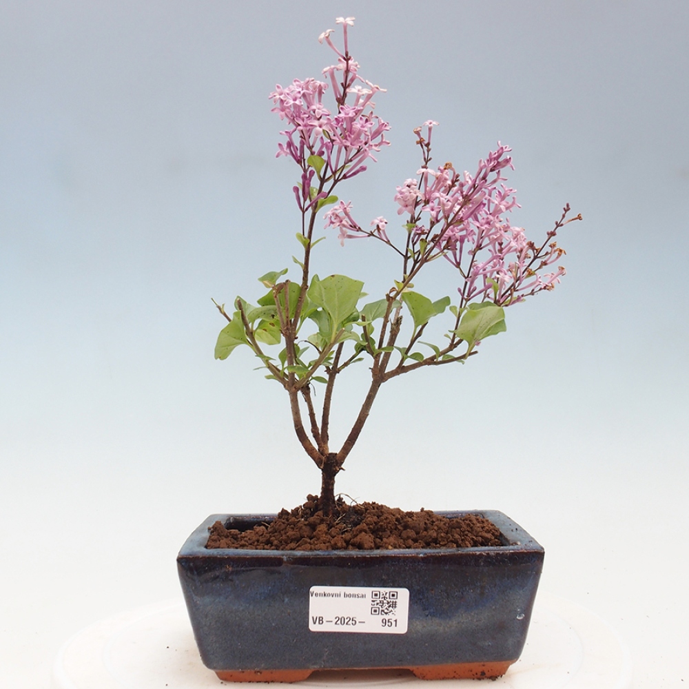 Outdoor bonsai - Syringa Meyeri Palibin - Meyer's Lilac