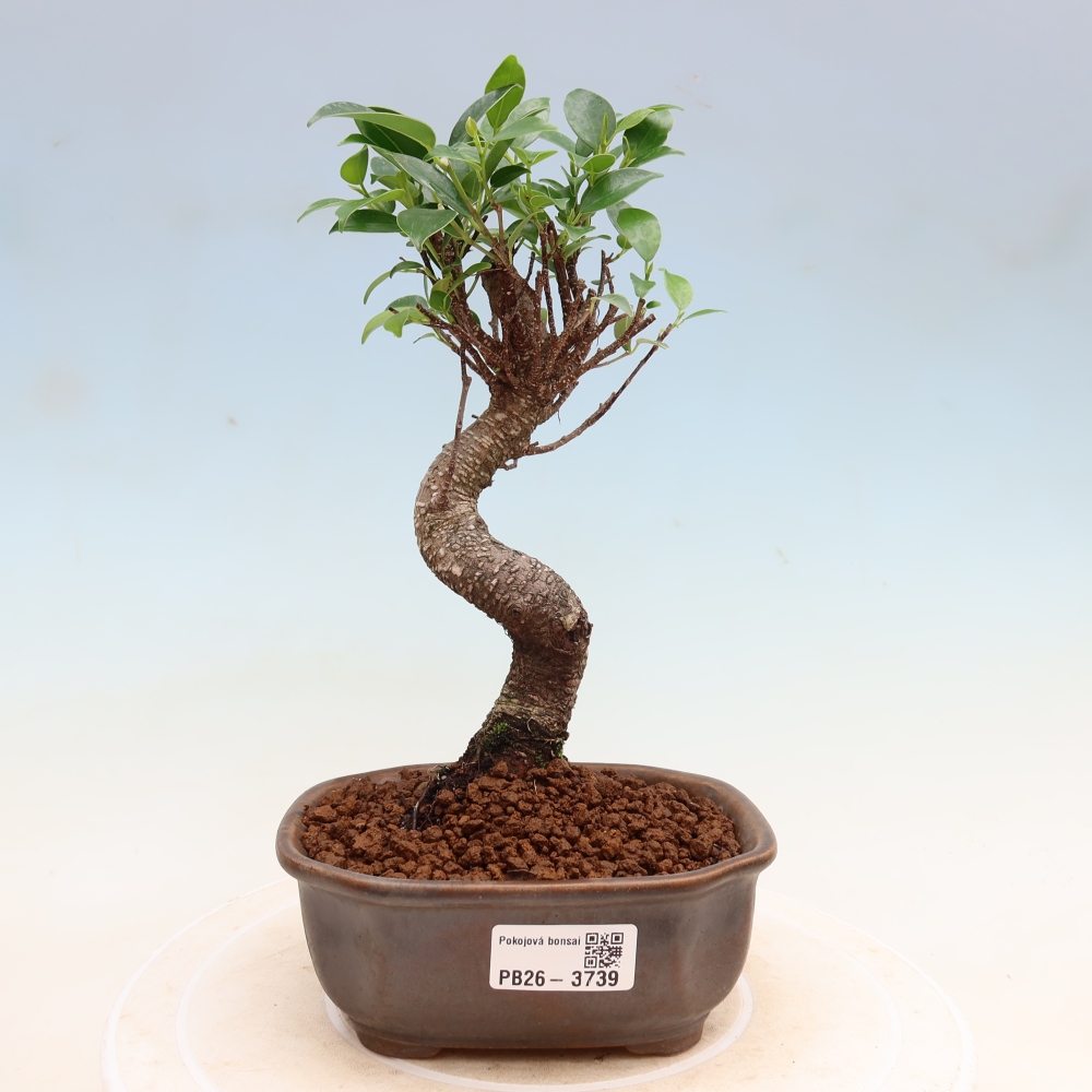 Room bonsai - Ficus kimmen - small-leaved ficus