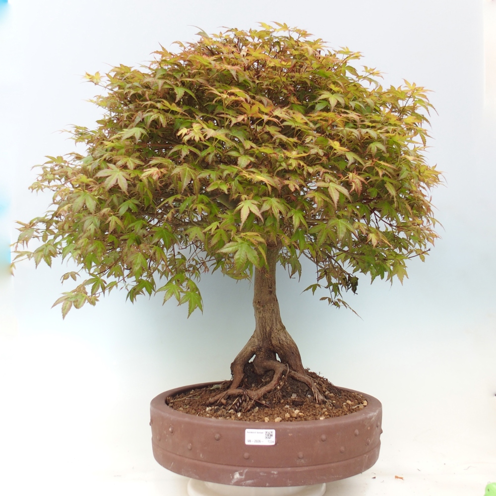 Norway maple - Acer palmatum Beni Tsukasa
