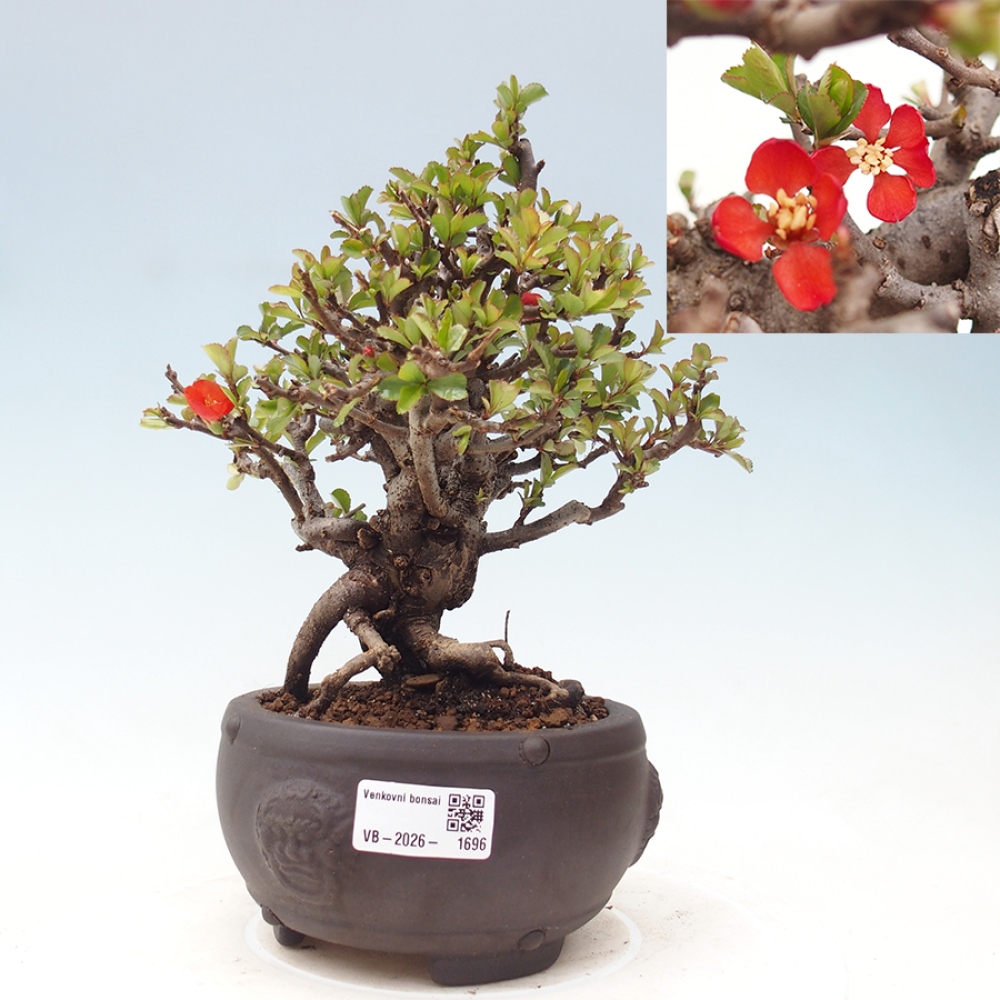 Outdoor bonsai - Chaneomeles speciosa - Quince