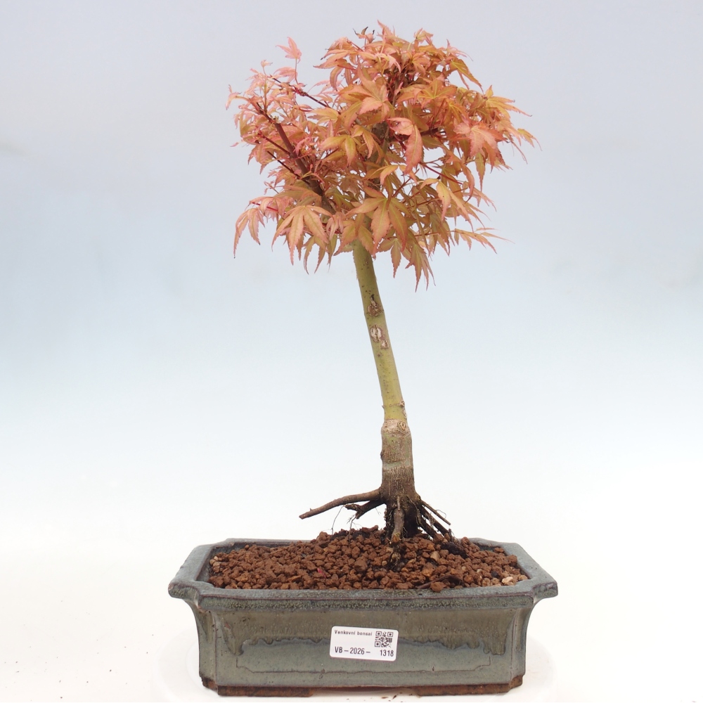 Norway maple - Acer palmatum Beni Tsukasa