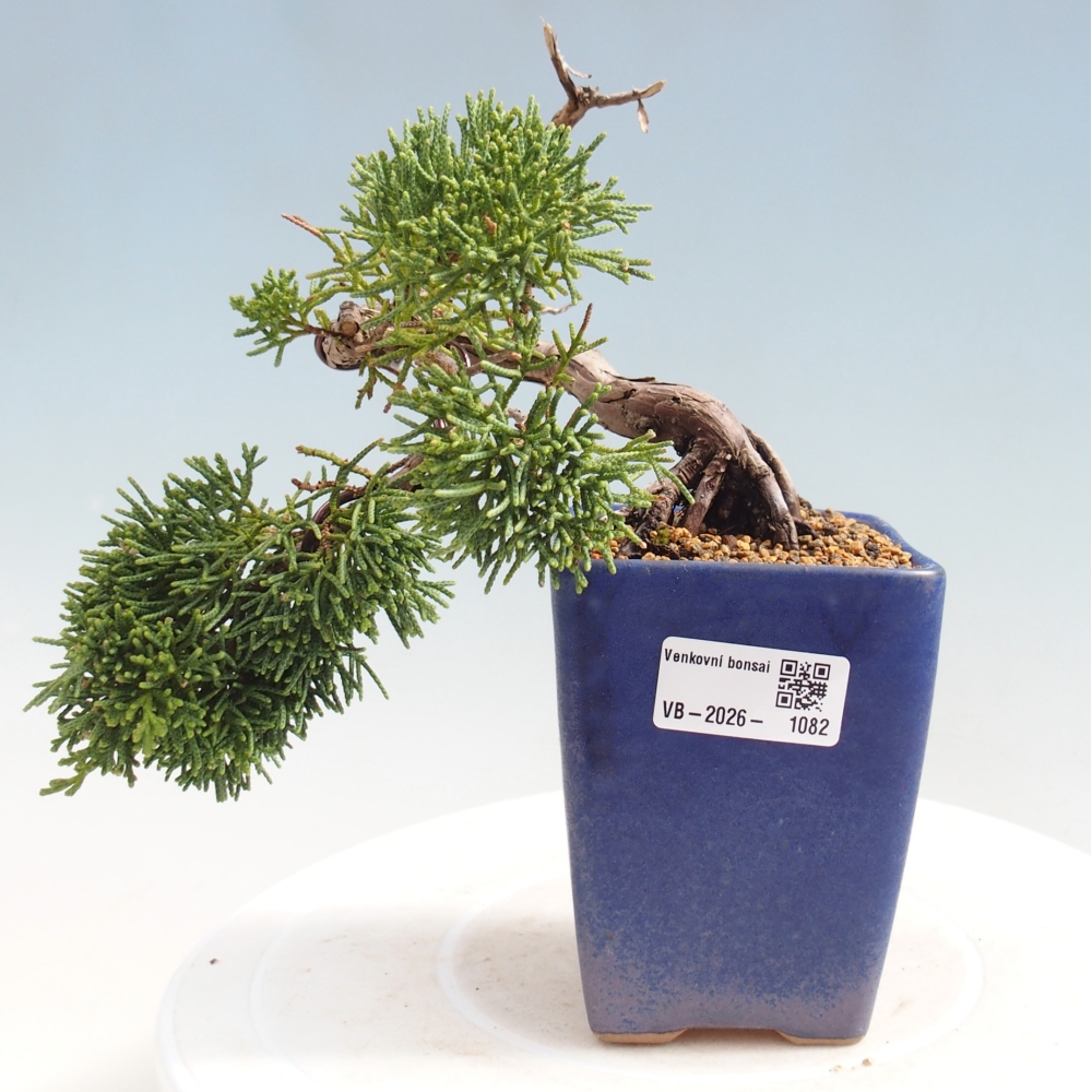 Outdoor bonsai - Juniperus chinensis Kishu