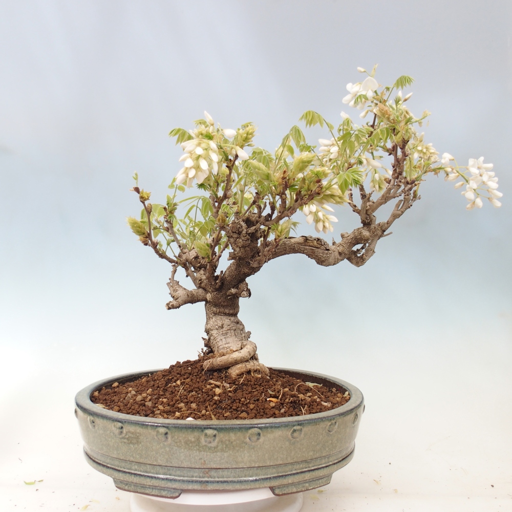 Outdoor bonsai - Vistaria - Wisteria