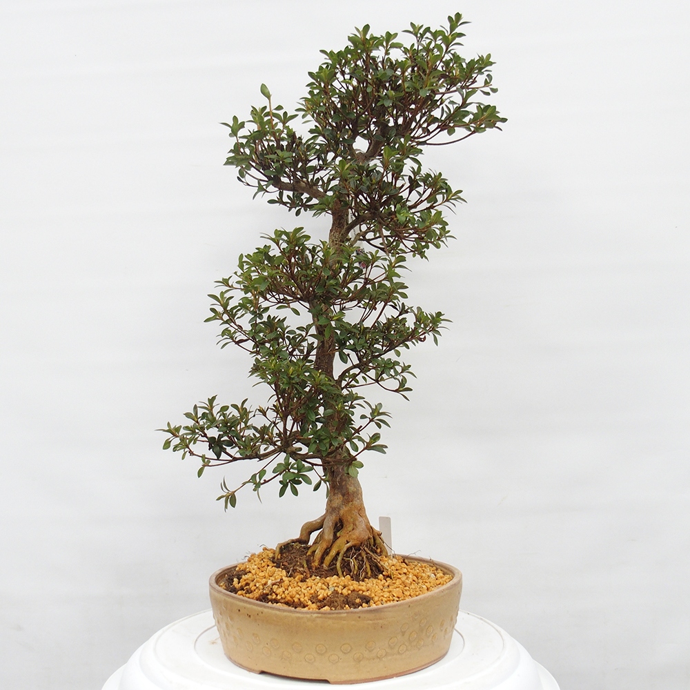 Outdoor bonsai - Japanese Azalea - Azalea Hanatsuzuri