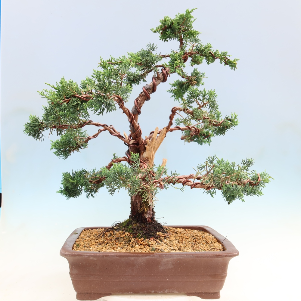 Outdoor bonsai - Juniperus chinensis Kishu