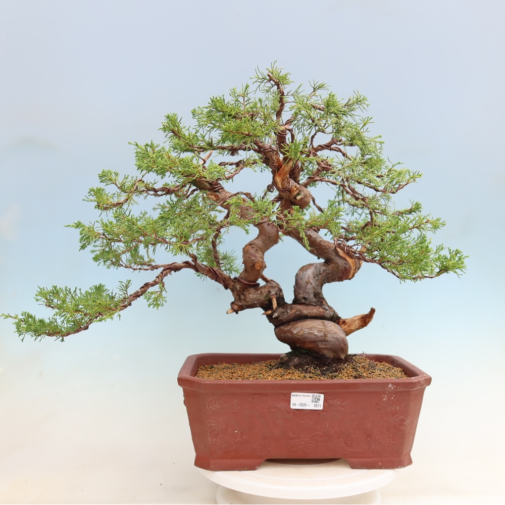 Outdoor Bonsai - Juniperus chinensis Itoigawa - Chinese Juniper
