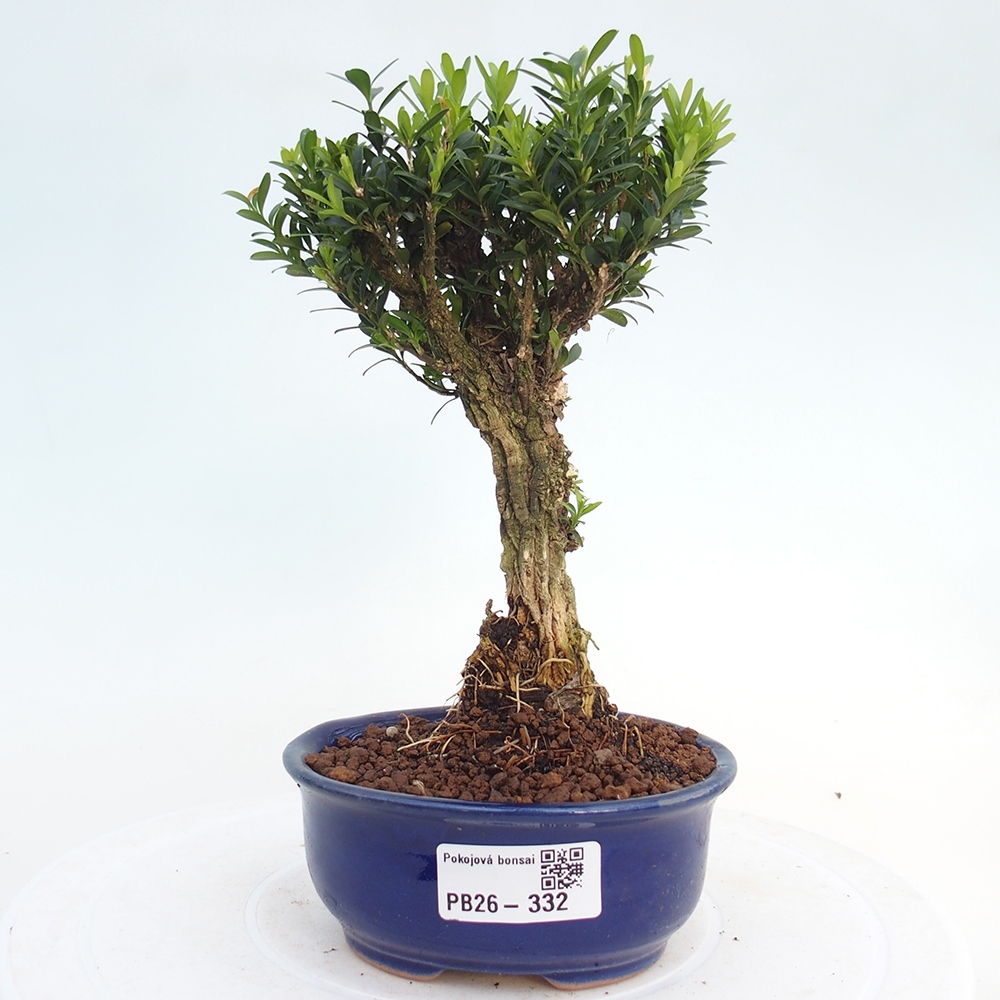 Room bonsai - Buxus harlandii - cork buxus