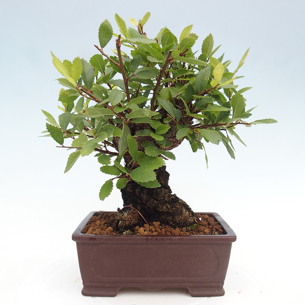 Outdoor bonsai - Zelkova - Zelkova serrata