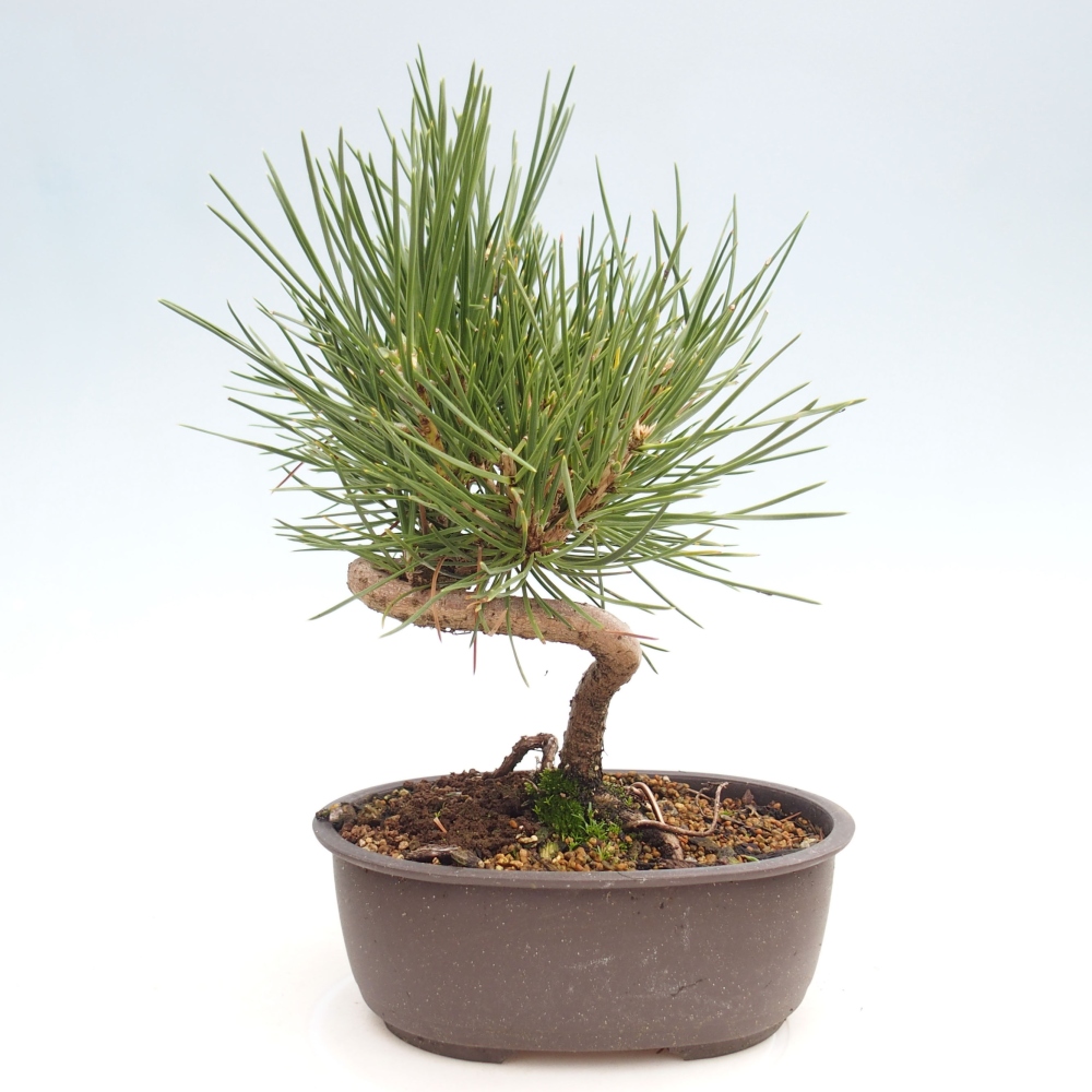 Outdoor bonsai - Pinus thunbergii - Thunbergia pine
