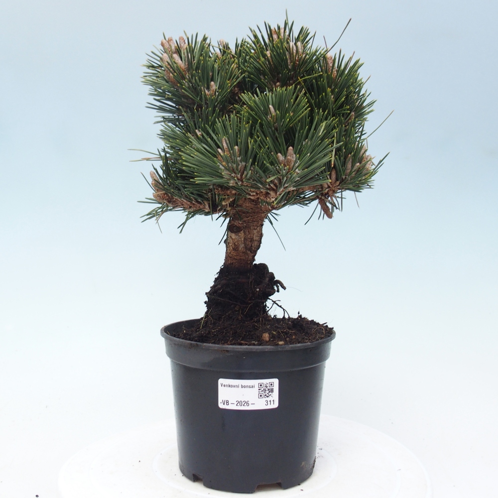 Outdoor bonsai - Pinus thunbergii senjyumaru - Thunbergia pine