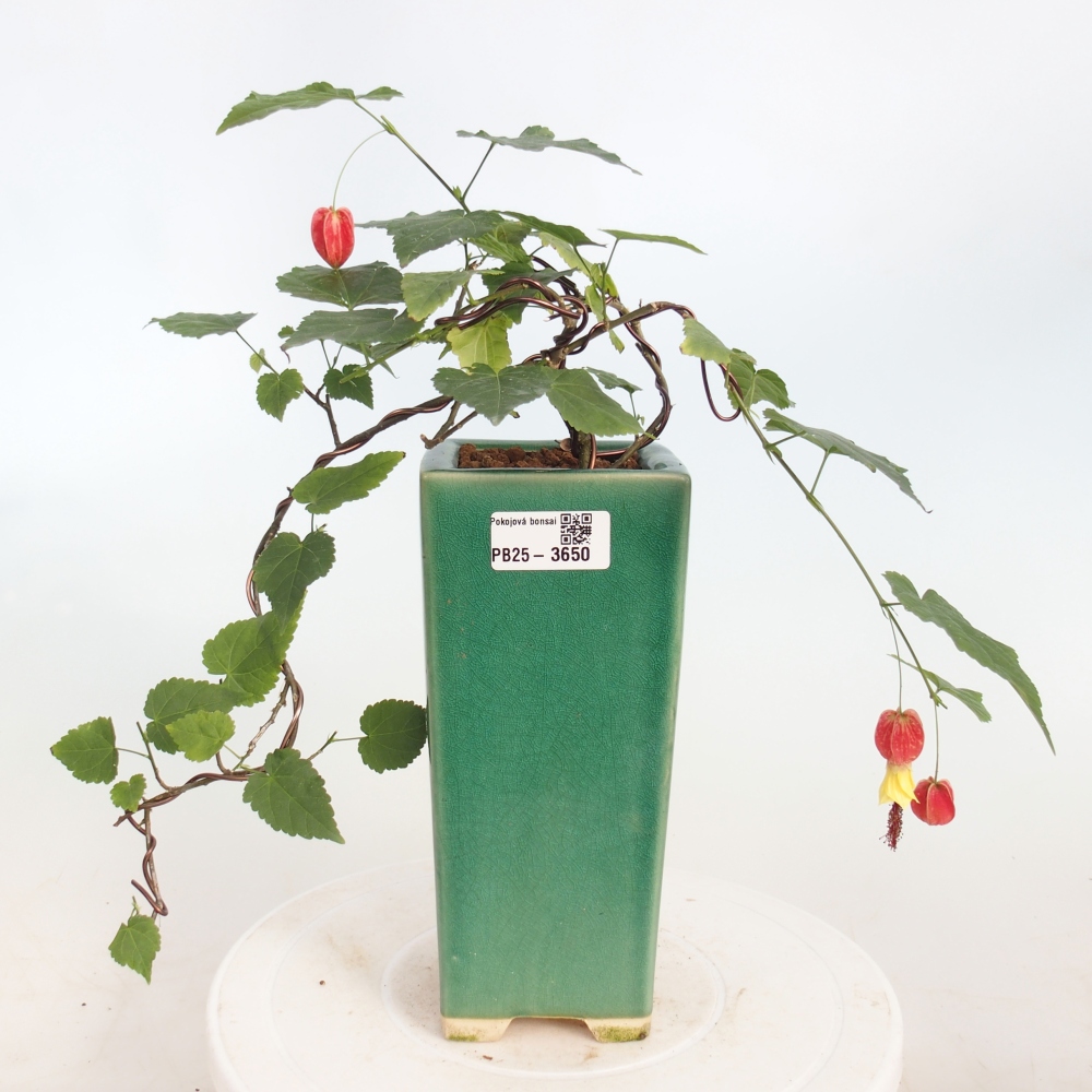 Indoor bonsai - Abutilon Big Bell - Cloudberry