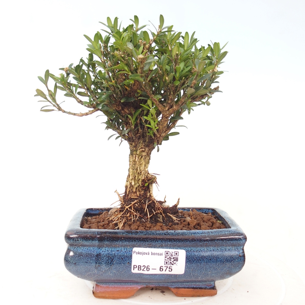 Room bonsai - Buxus harlandii - cork buxus