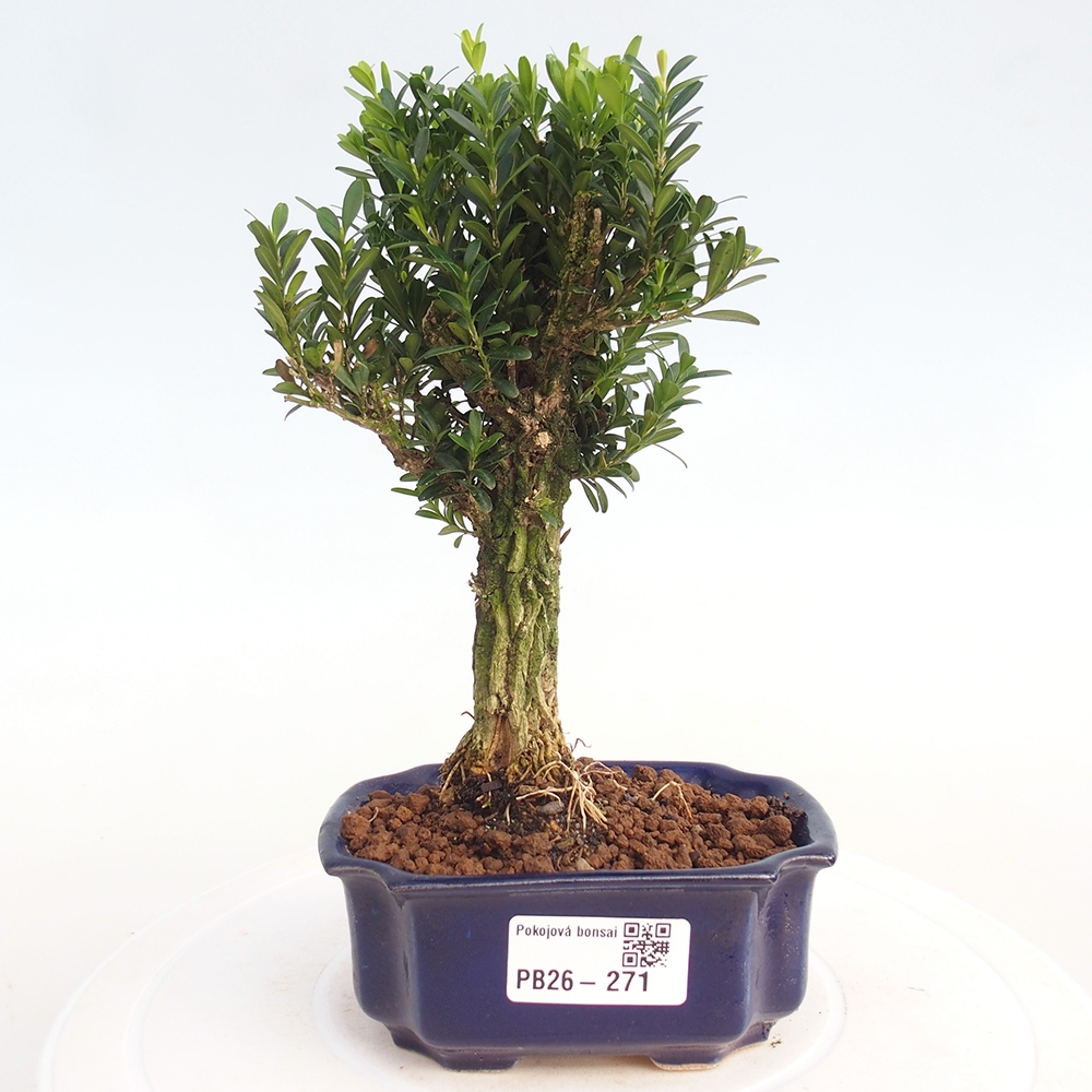 Room bonsai - Buxus harlandii - cork buxus