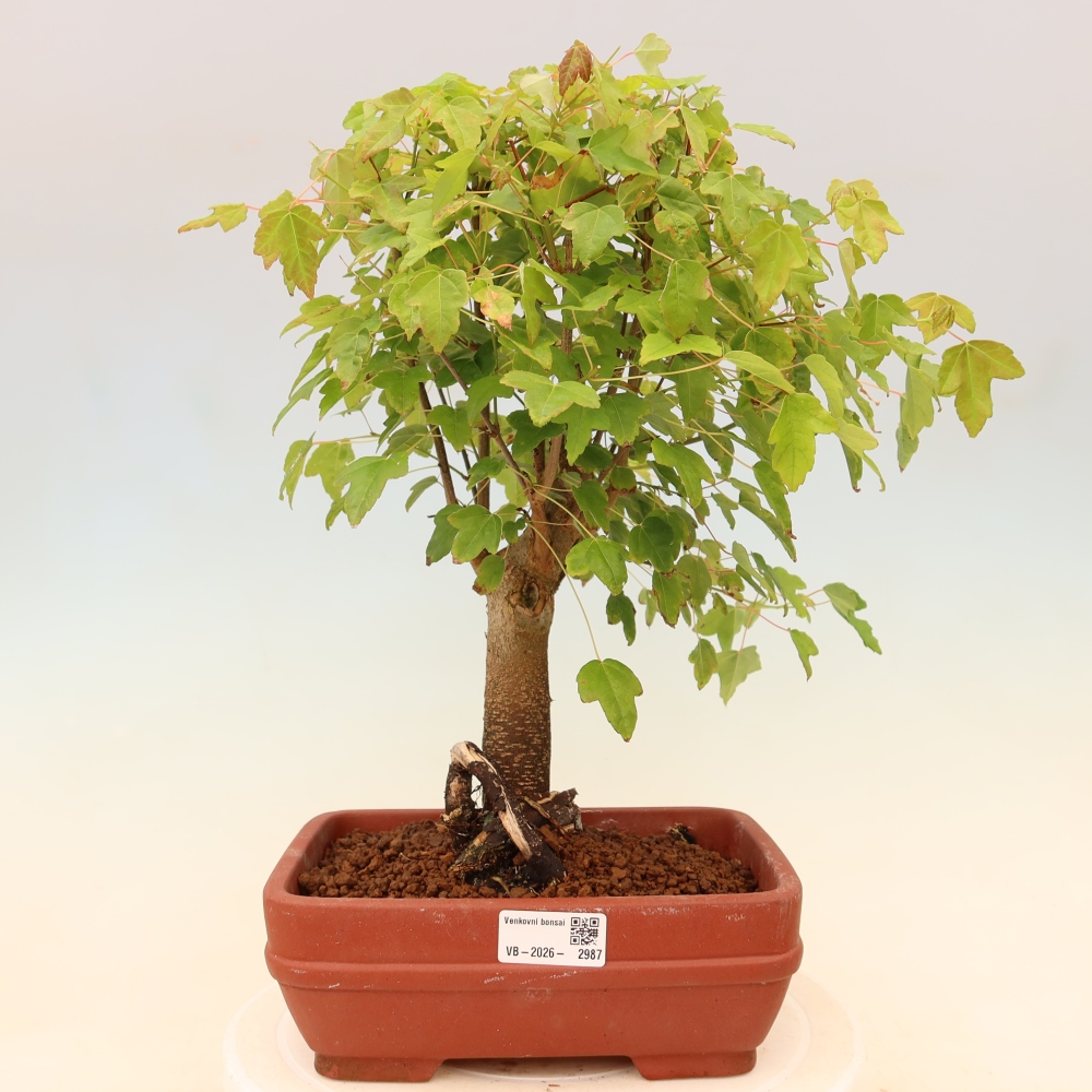 Outdoor bonsai - Maple Burger - Acer Burgerianum