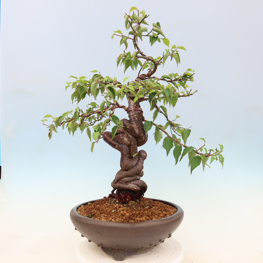 Outdoor Bonsai - Japanese Apricot - Prunus Mume