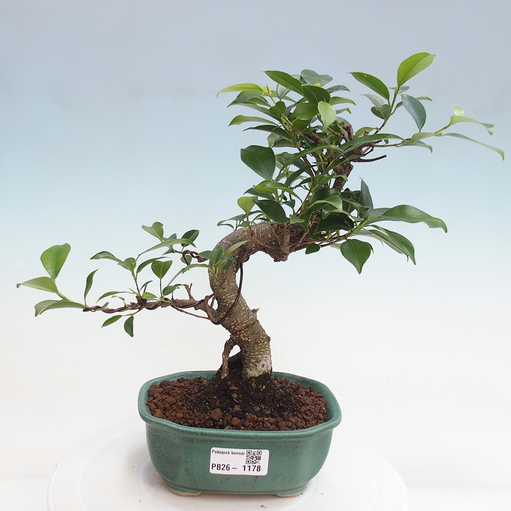 Room bonsai - Ficus retusa - small-leaved ficus