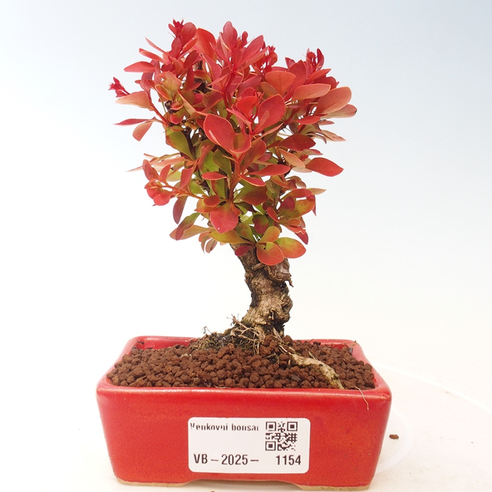 Outdoor bonsai - Berberis thunbergii Kobold - Dřištál Thunberg's