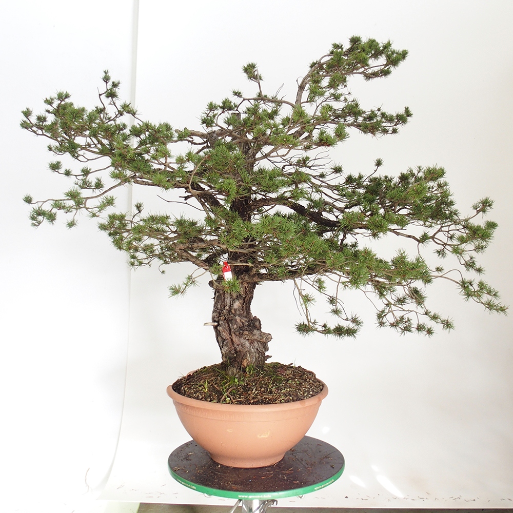 Yamadori - Pinus sylvestris Spain