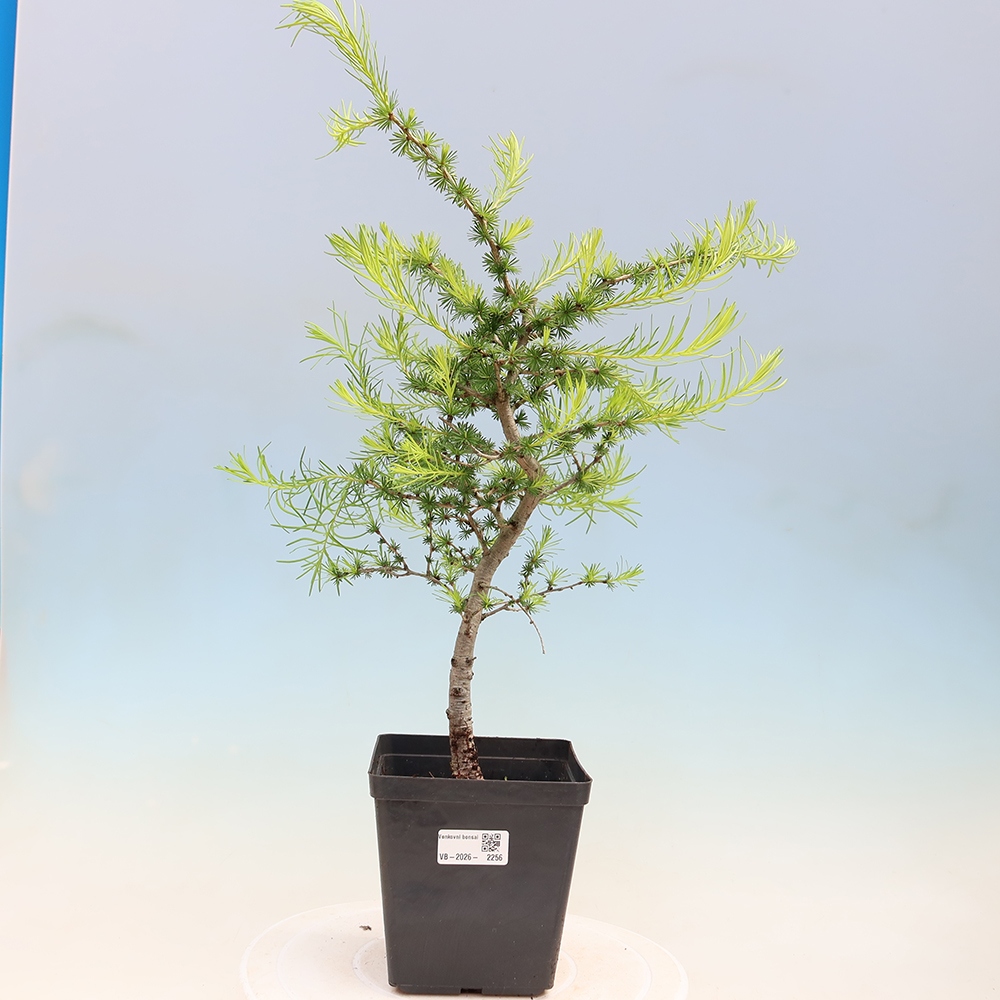 Outdoor bonsai -Larix decidua - Larch