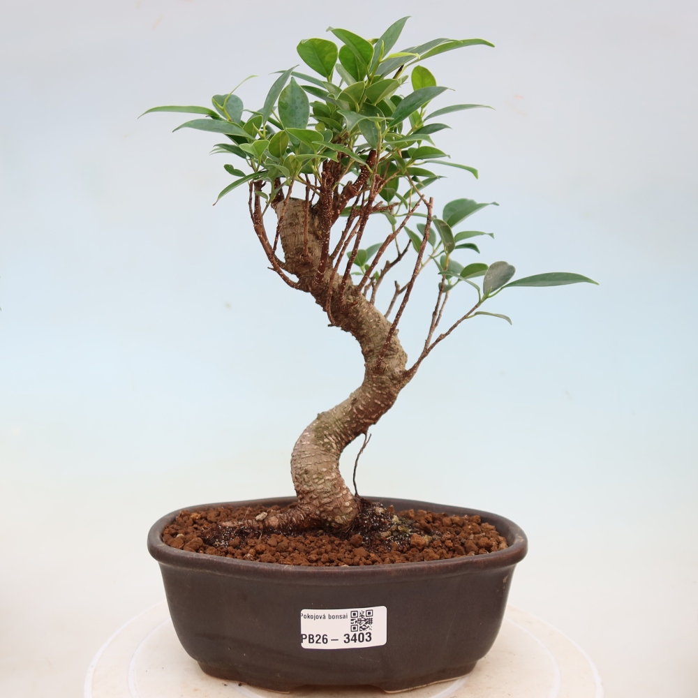 Room bonsai - Ficus kimmen - small-leaved ficus