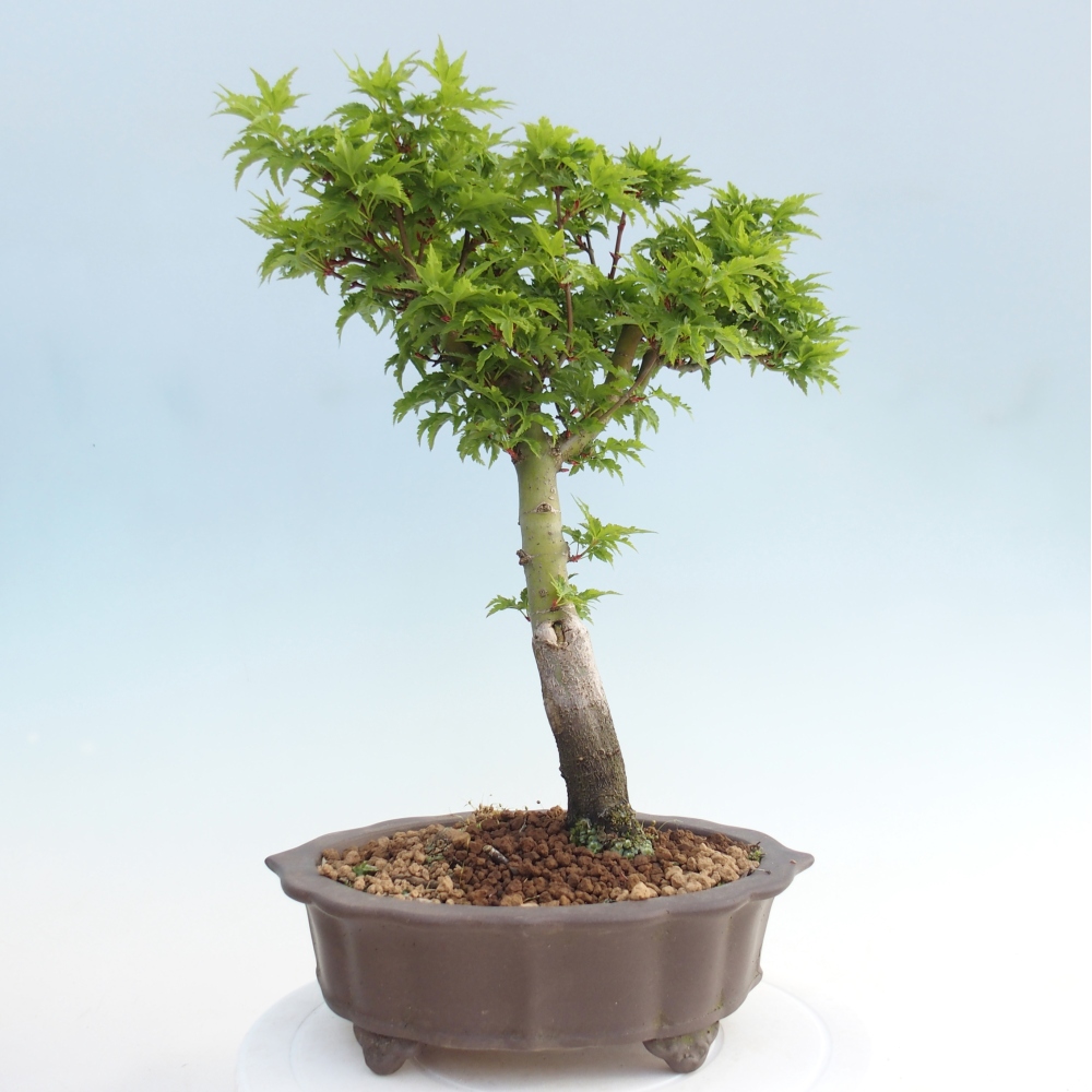 Outdoor bonsai -Javor palm Acer palmatum Shishigashira