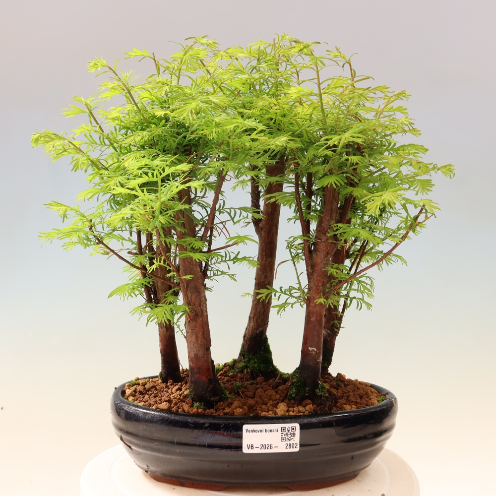 Outdoor Bonsai - Metasequoia glyptostroboides - Chinese Metasequoia - Grove