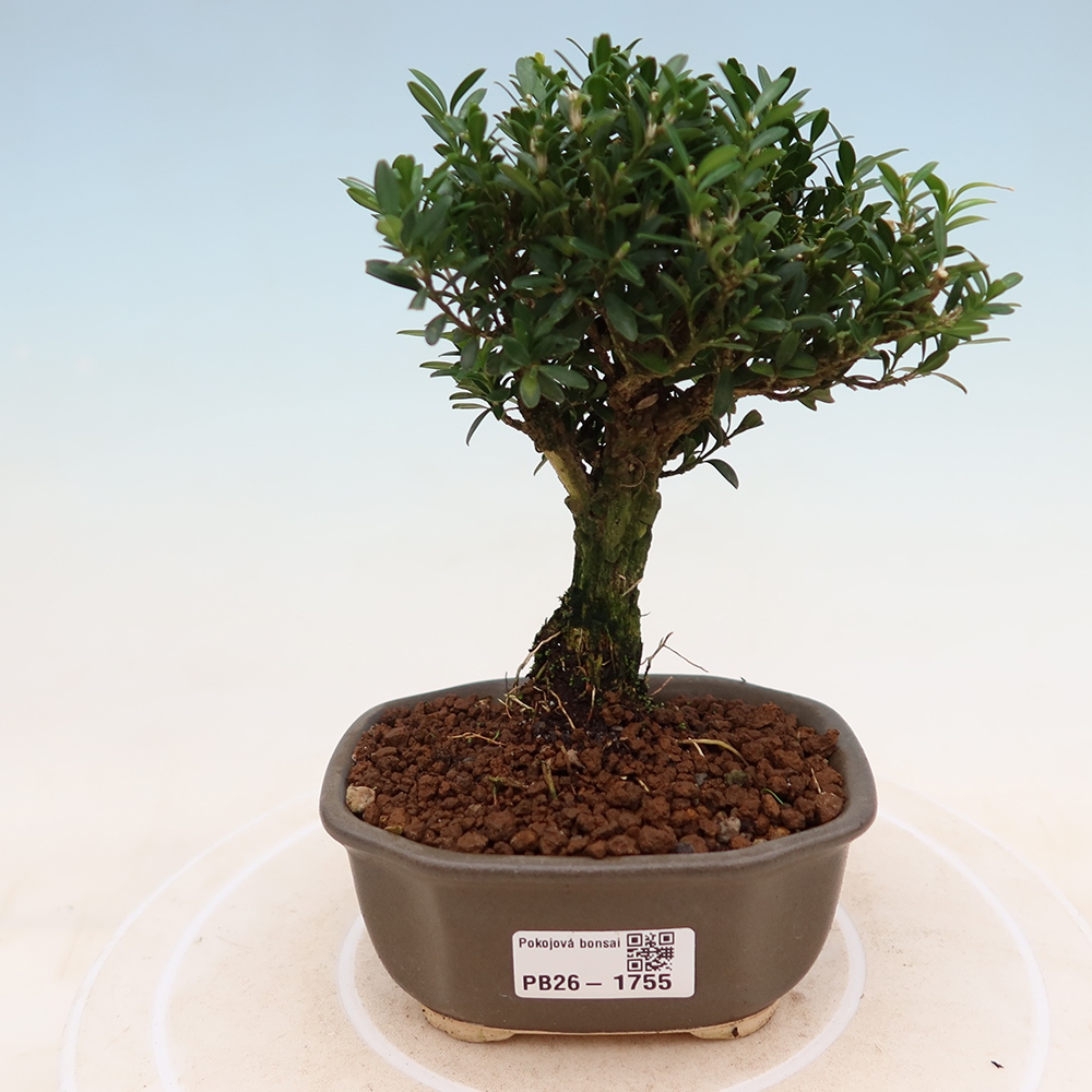 Room bonsai - Buxus harlandii - cork buxus