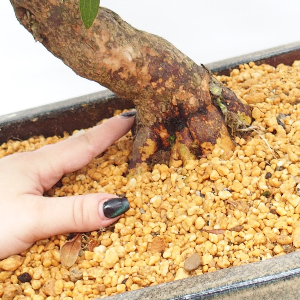 Outdoor bonsai - Japanese azalea - Azalea satsuki