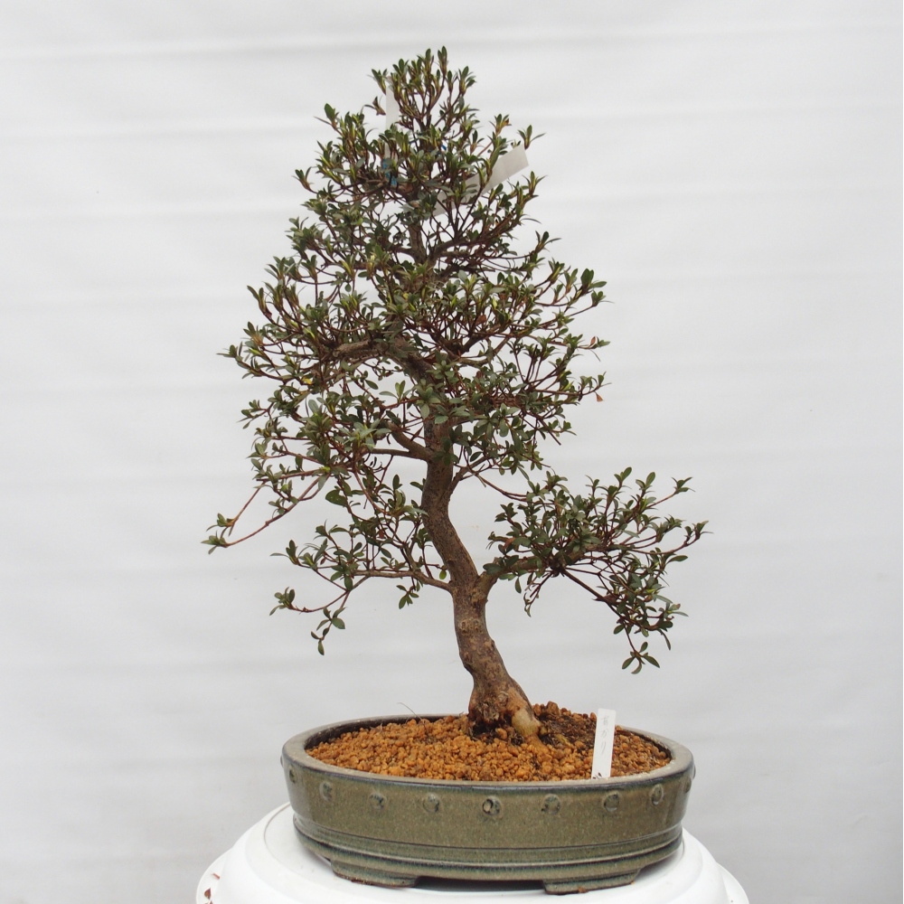 Outdoor bonsai - Japanese Azalea - Azalea Akari