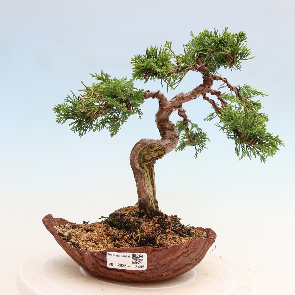 Outdoor Bonsai - Juniperus chinensis Itoigawa - Chinese Juniper