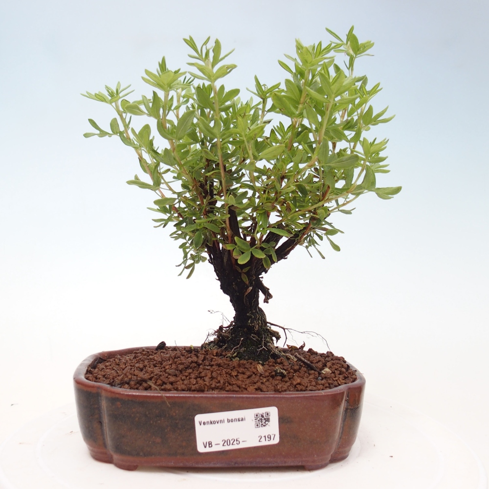 Outdoor bonsai-Cinquefoil - Potentila fruticosa yellow Bird