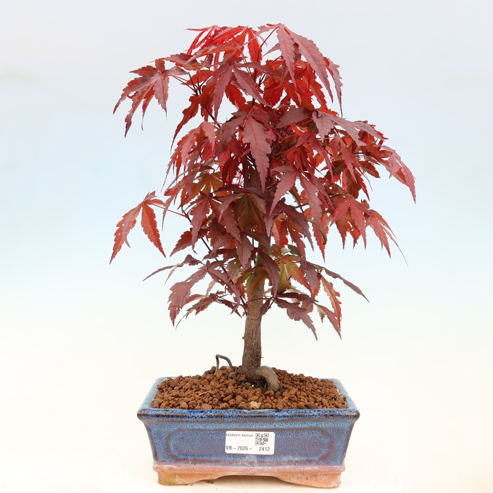 Outdoor bonsai - Acer palm. Atropurpureum-Javor palmate