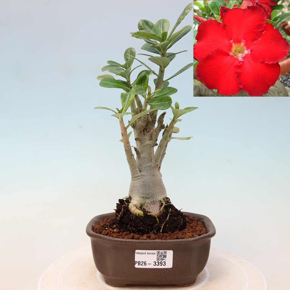 Indoor Bonsai - Adenium obesum Red Star - Desert Rose