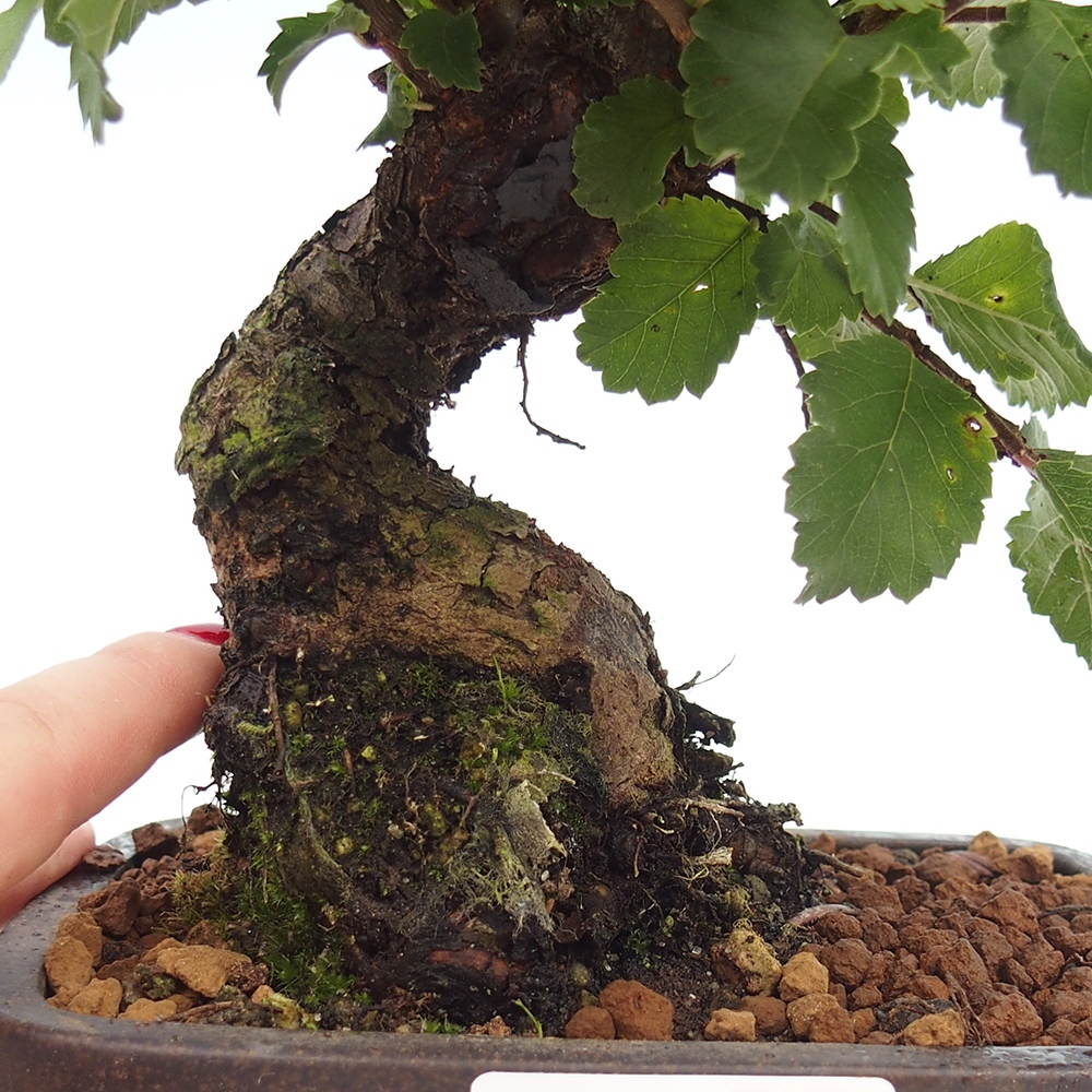 Outdoor bonsai - Zelkova - Zelkova NIRE