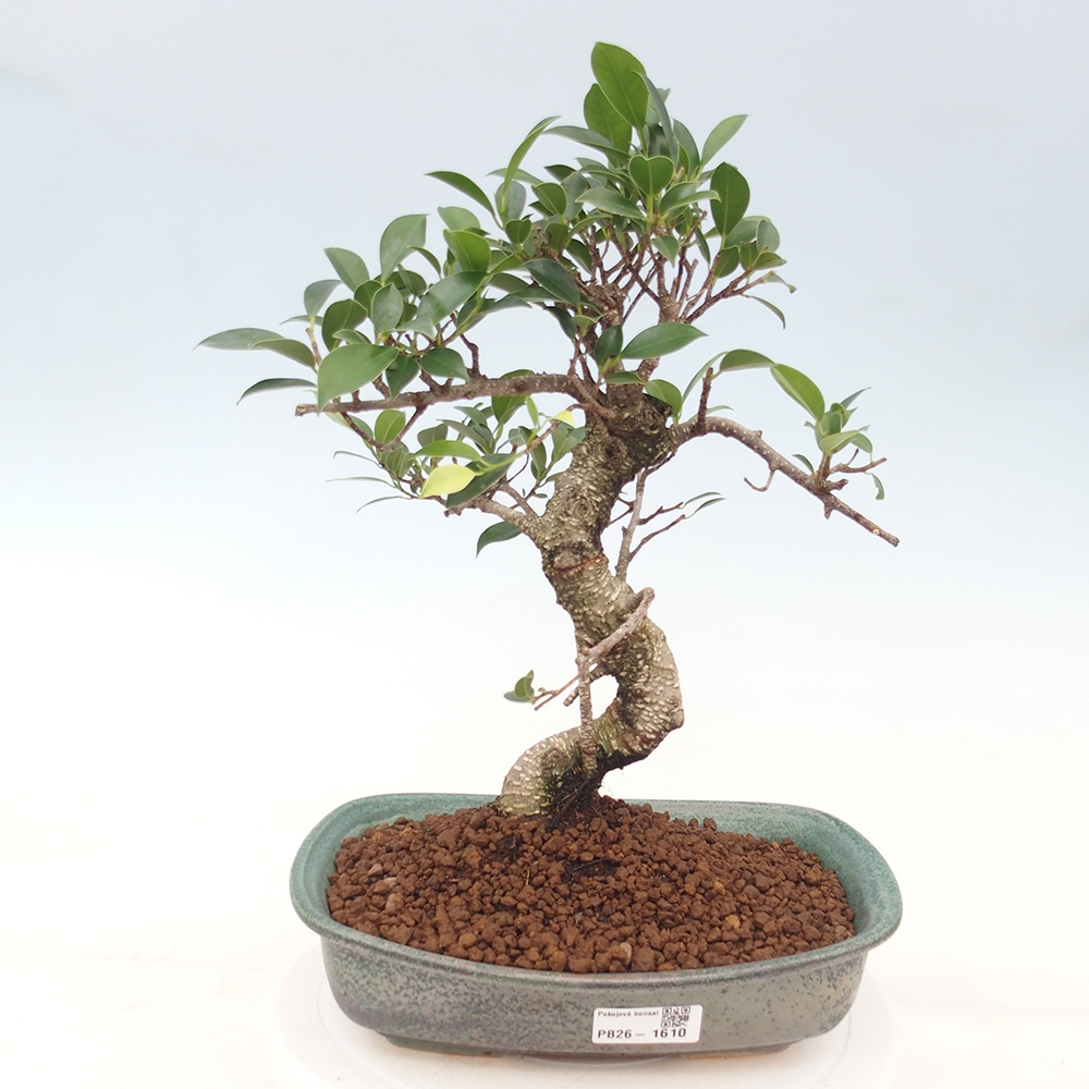 Room bonsai - Ficus kimmen - small-leaved ficus