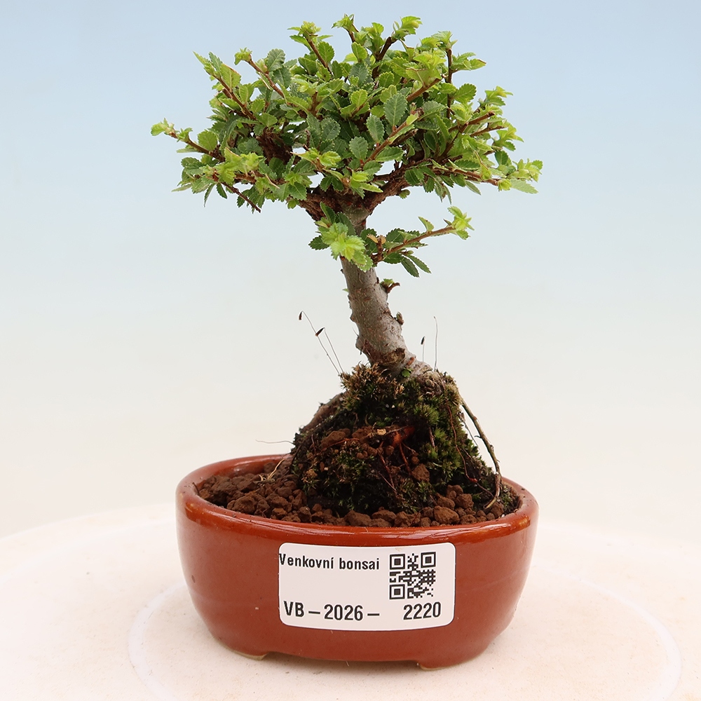 Outdoor Bonsai - Ulmus parvifolia 'Sagei' - Small-leaved Elm