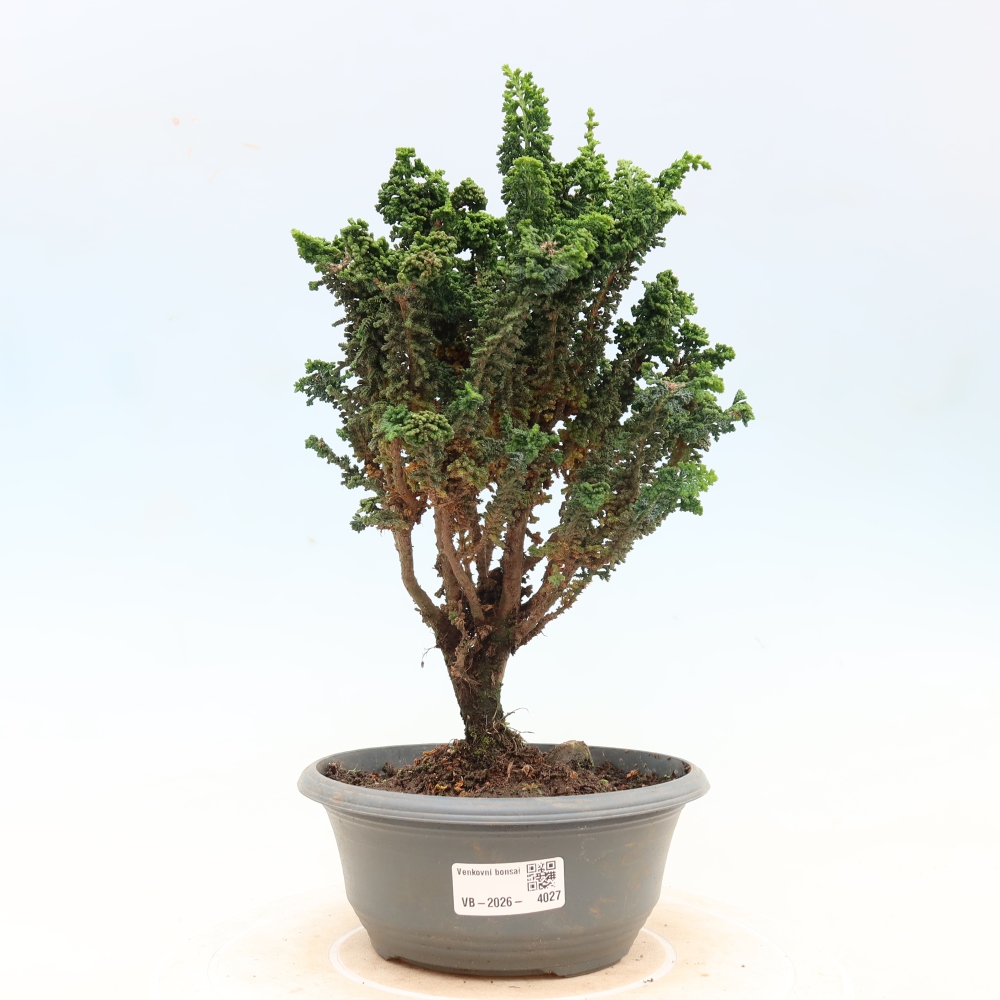 Outdoor bonsai - Cham. obtusa SEKKA HINOKI - Cypress