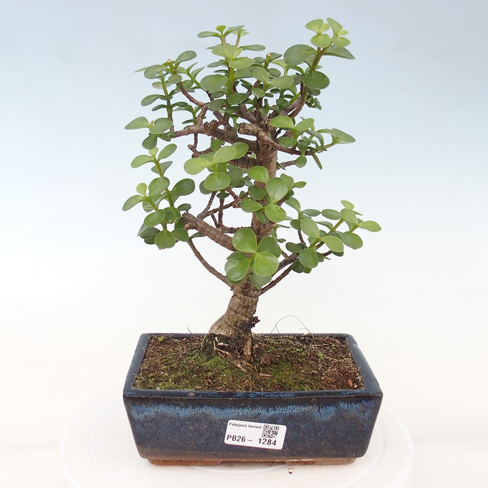 Room bonsai - Portulakaria Afra - Tlustice