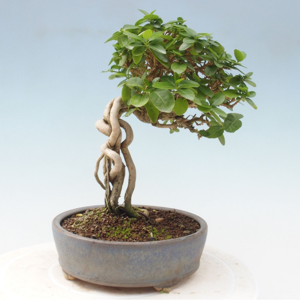 Indoor bonsai - Premna serratifolia - Kozlovon small-leaved