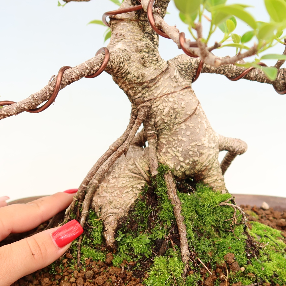 Room bonsai - Ficus kimmen - small-leaved ficus