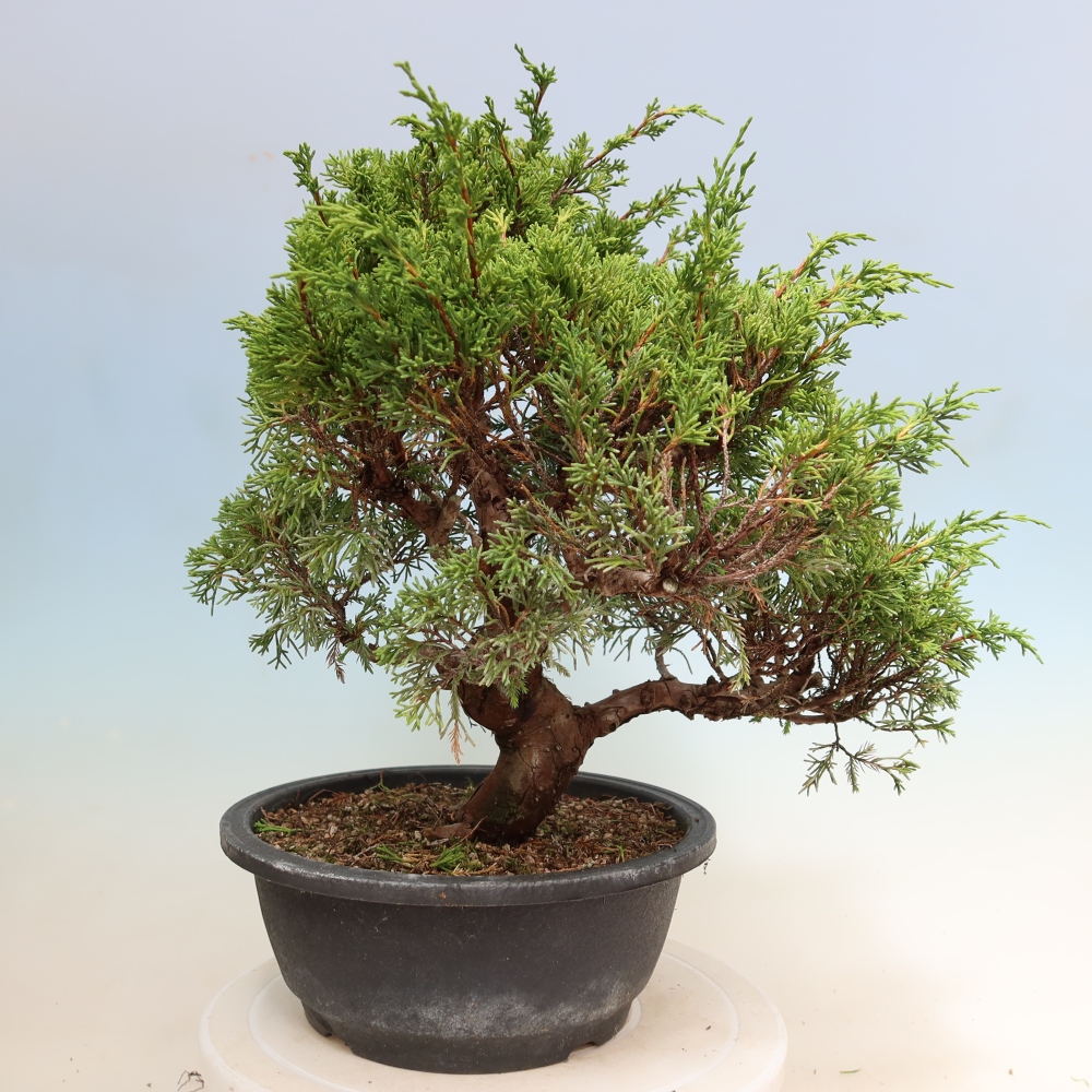 Outdoor Bonsai - Juniperus chinensis Itoigawa - Chinese Juniper