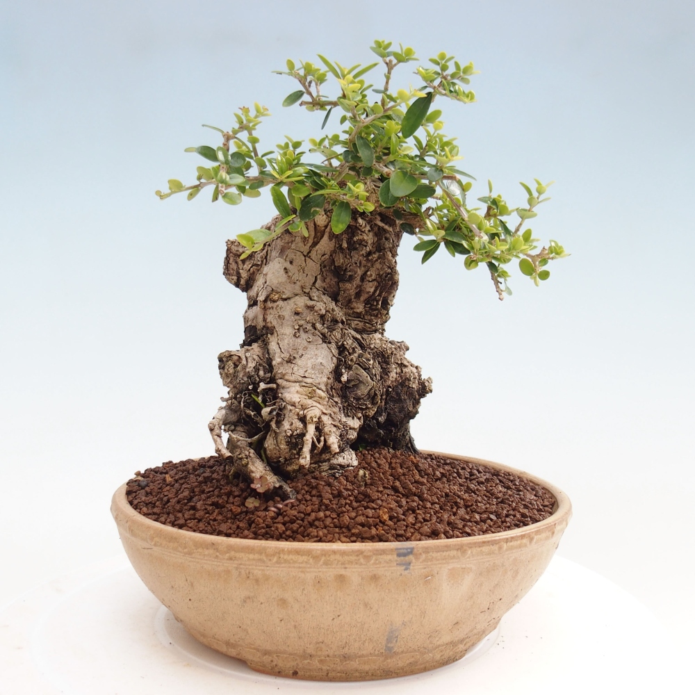 Indoor bonsai - Olea europaea sylvestris - European small-leaved olive oil