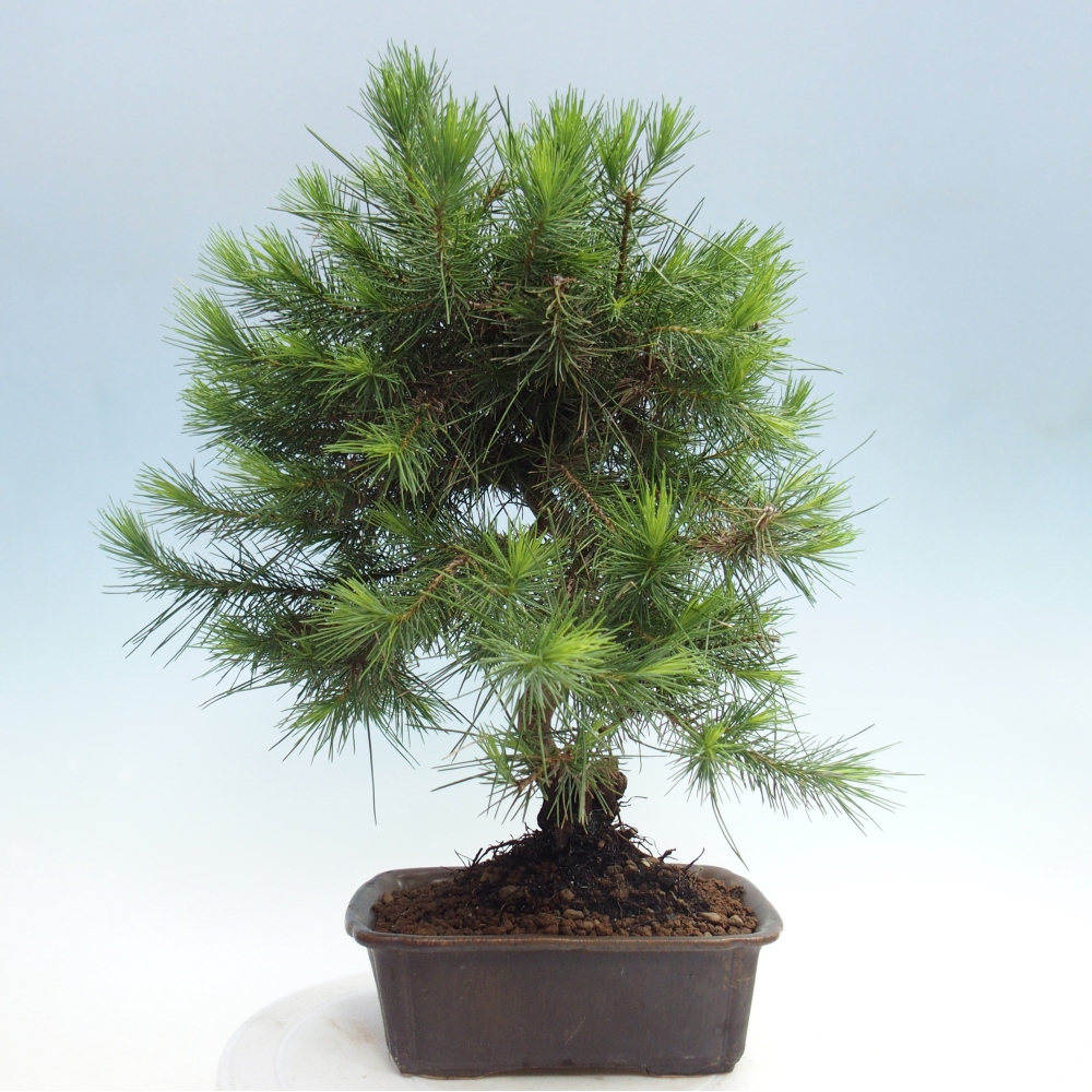 Room bonsai-Pinus halepensis-Pine of Aleppo