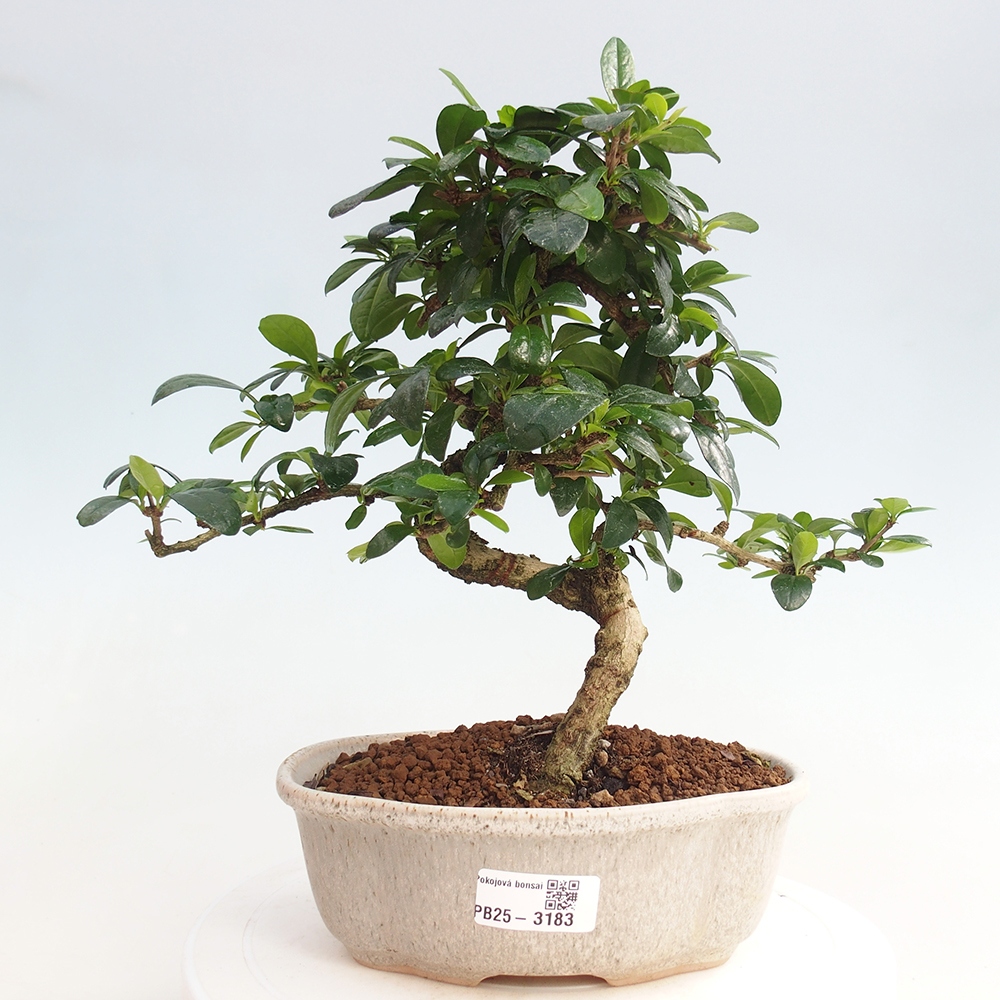 Room bonsai - Carmona macrophylla - Tea fuki