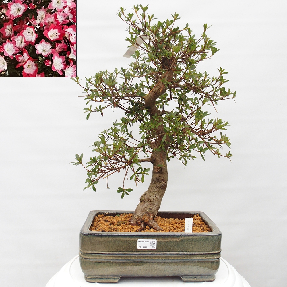 Outdoor bonsai - Japanese Azalea - Azalea Rin