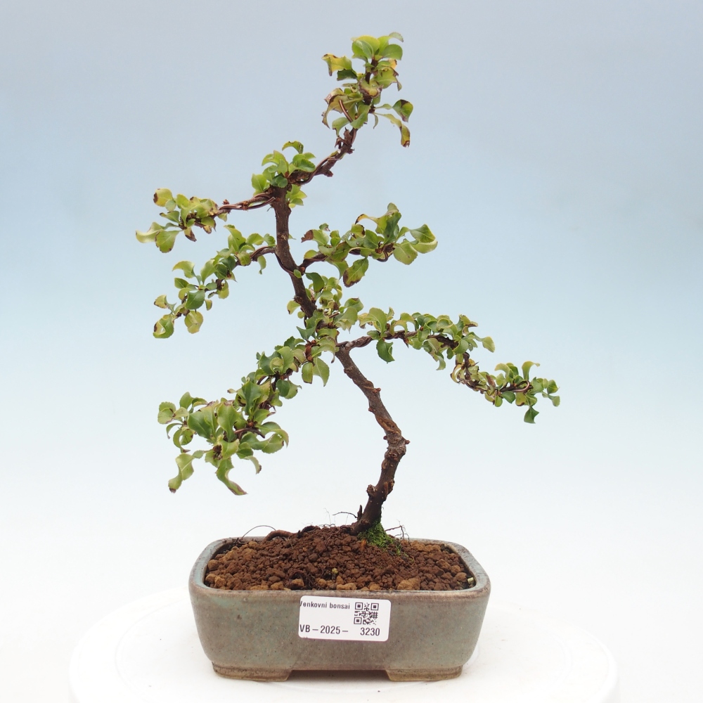 Outdoor bonsai - Chaenomeles with. Red Joy - Quince