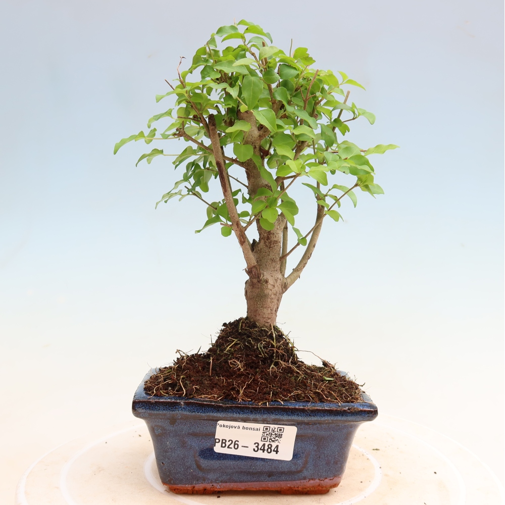 Room bonsai -Ligustrum chinensis - Birds Beak