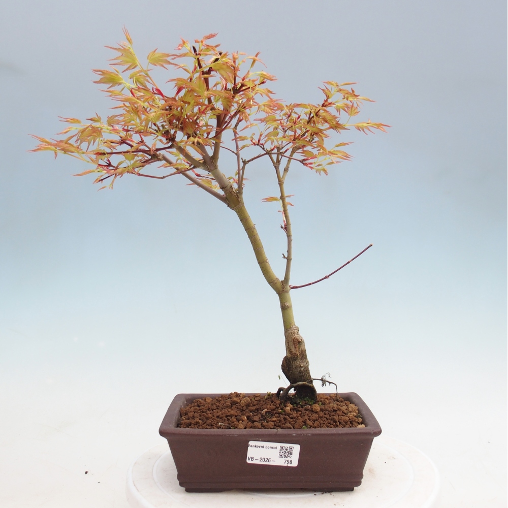 Norway maple - Acer palmatum Beni Tsukasa