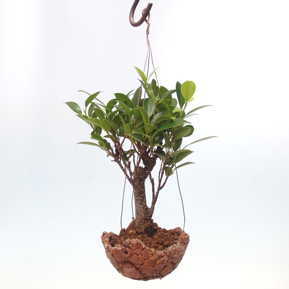 Kokedama in ceramic - small-leaved ficus - Ficus kimmen
